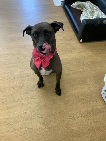 An adult large-sized female Mixed Breed dog named Savannah for adoption in Virginia Beach, VA