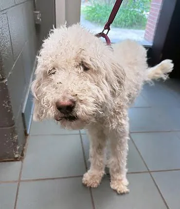 An adult small-sized female White / Cream Mixed Breed dog named Rhea for adoption in Nashville, TN
