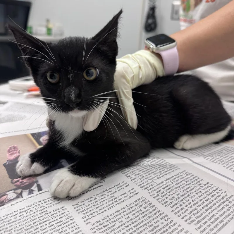 A baby small-sized male Black Domestic Short Hair cat named Post Malone for adoption in Jacksonville, FL
