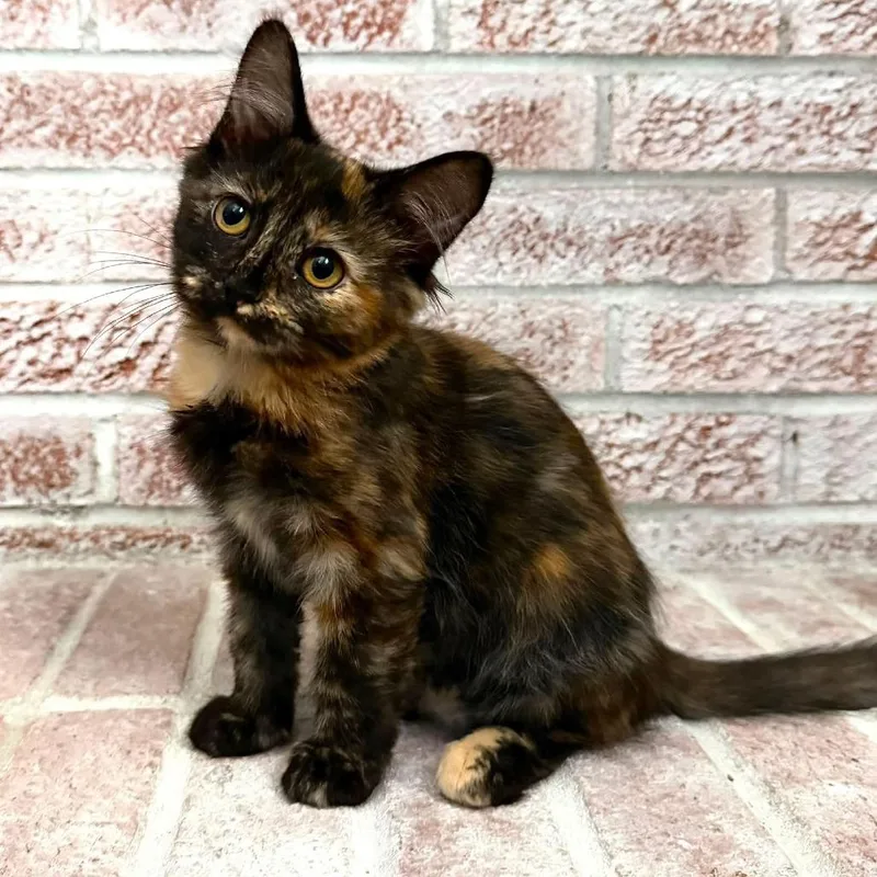 A baby small-sized female Tortoiseshell Domestic Medium Hair cat named Purl for adoption in Cincinnati, OH