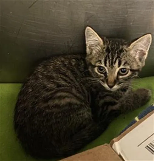 A baby small-sized female Domestic Short Hair cat named Barbara for adoption in West Valley City, UT