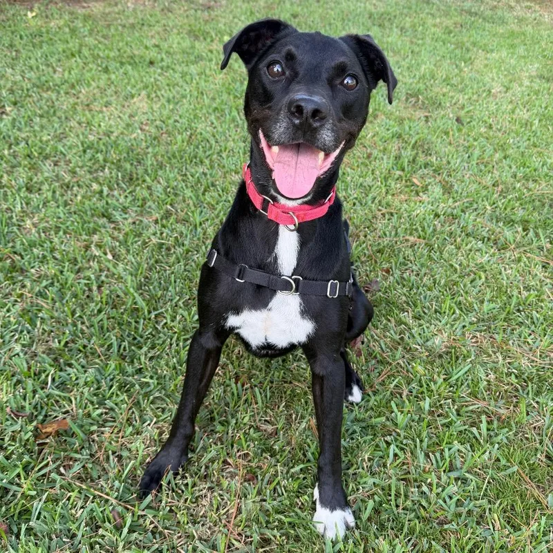 Rocky thumbnail 6
