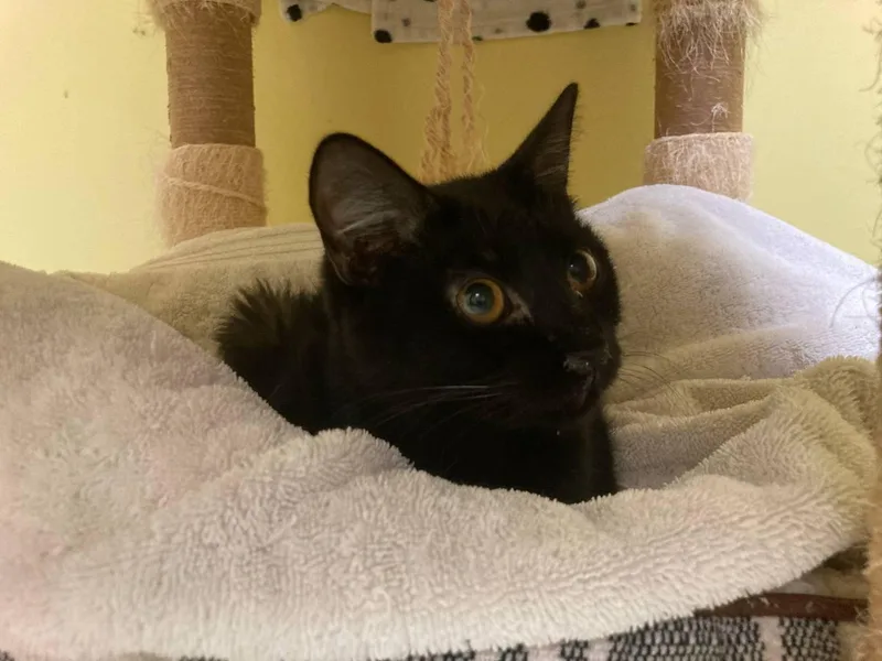 A young small-sized female Black Domestic Short Hair cat named Ricotta for adoption in Cincinnati, OH