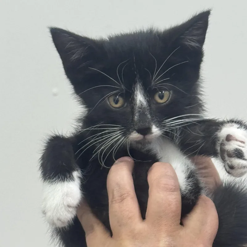 A baby medium-sized male Black Domestic Short Hair cat named Catman for adoption in Sonora, CA