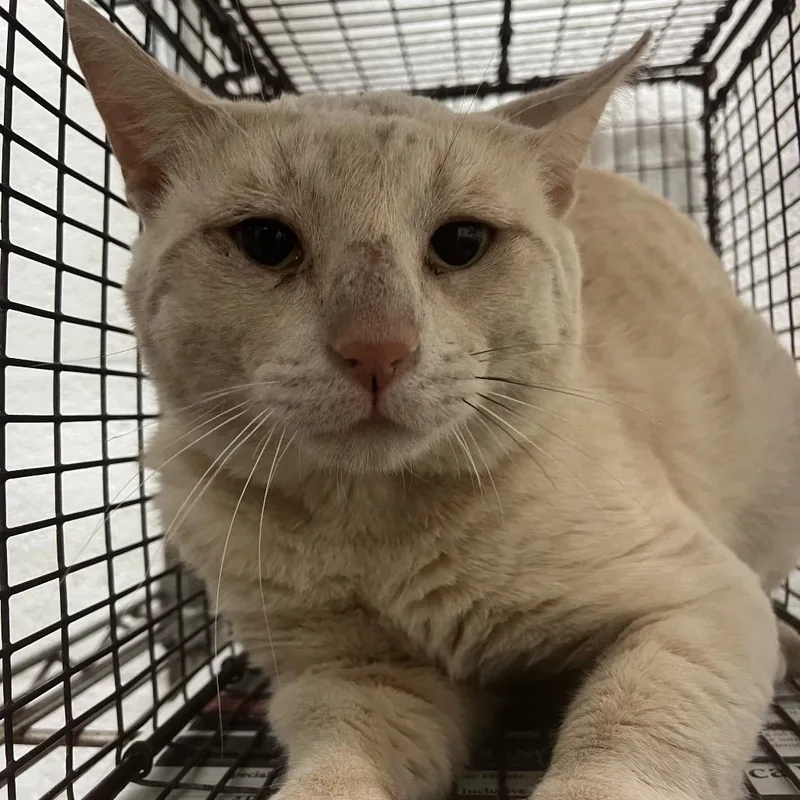 An adult large-sized male Buff / Tan / Fawn Domestic Short Hair cat named Tanner for adoption in Edinburg, TX