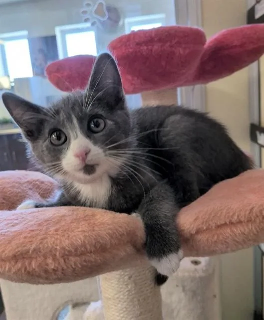 A baby medium-sized male Domestic Short Hair cat named Ben for adoption in Lancaster, CA