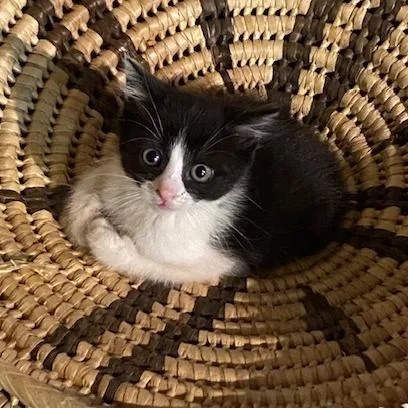 A baby small-sized female Black Domestic Short Hair cat named Daisy for adoption in Tacoma, WA