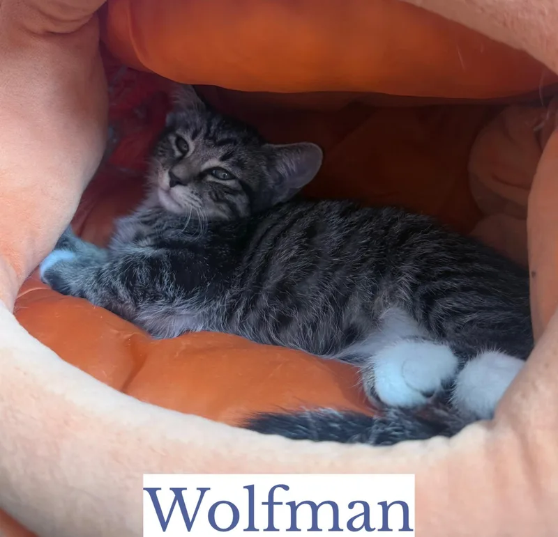 Wolfman thumbnail 2