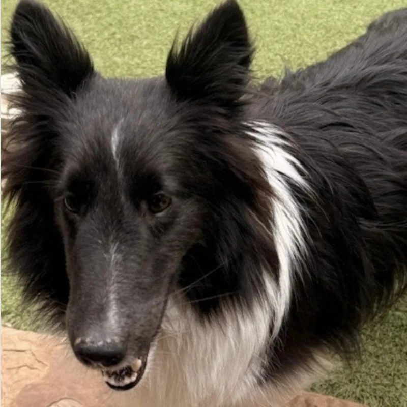 Chase And Willow thumbnail 2