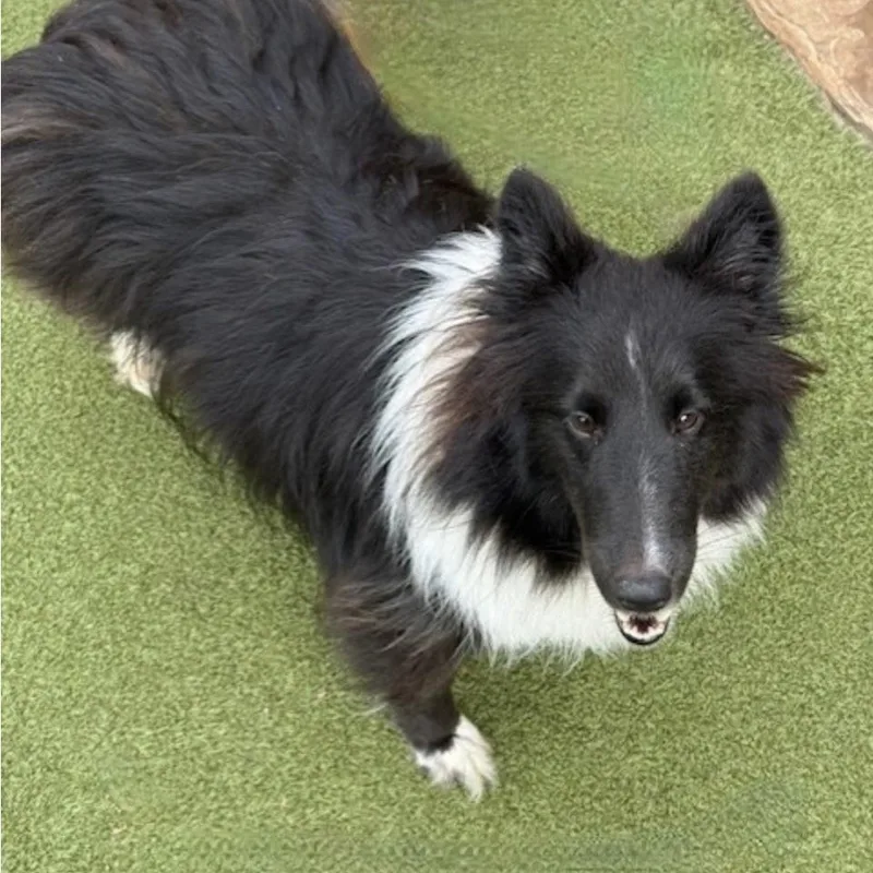 Chase And Willow thumbnail 3