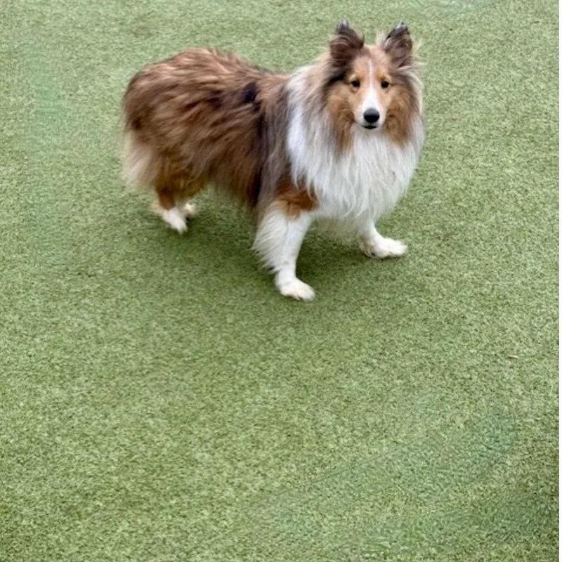 Chase And Willow thumbnail 5