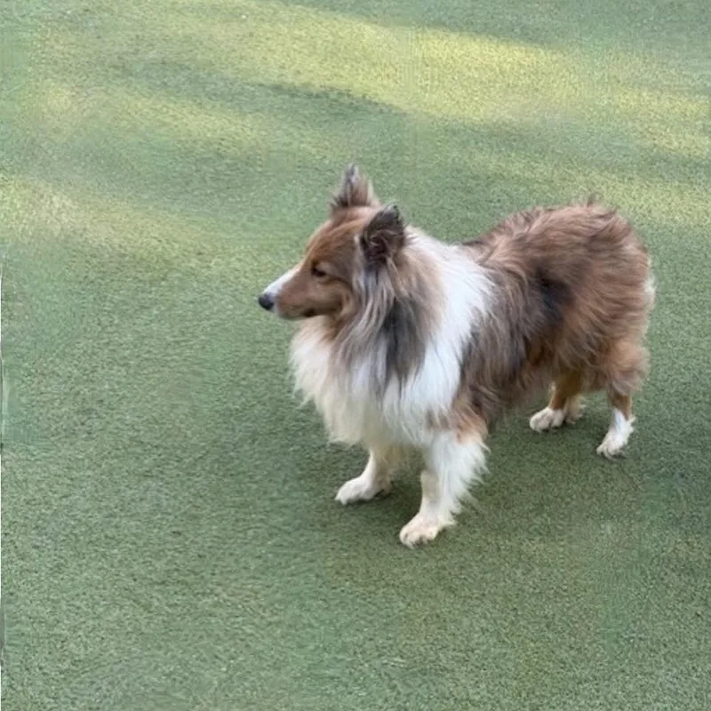 Chase And Willow thumbnail 6