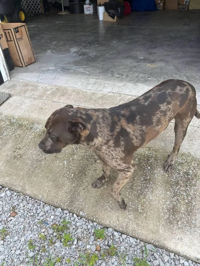 A young medium-sized male Mixed Breed dog named Benny for adoption in Shelbyville, TN