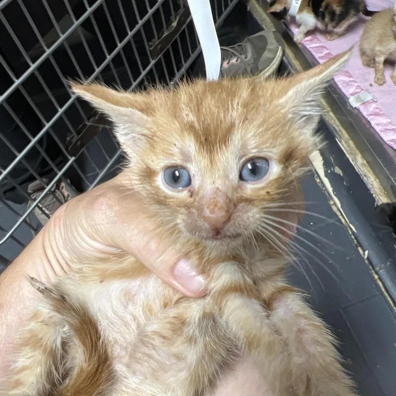 A baby small-sized female Orange / Red Domestic Short Hair cat named Enia for adoption in Birmingham, AL