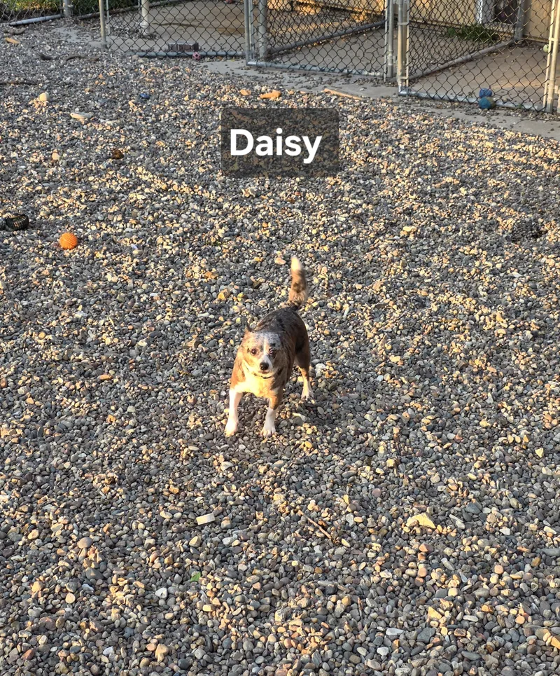 An adult small-sized female Gray / Blue / Silver Chihuahua dog named Daisy for adoption in Wever, IA