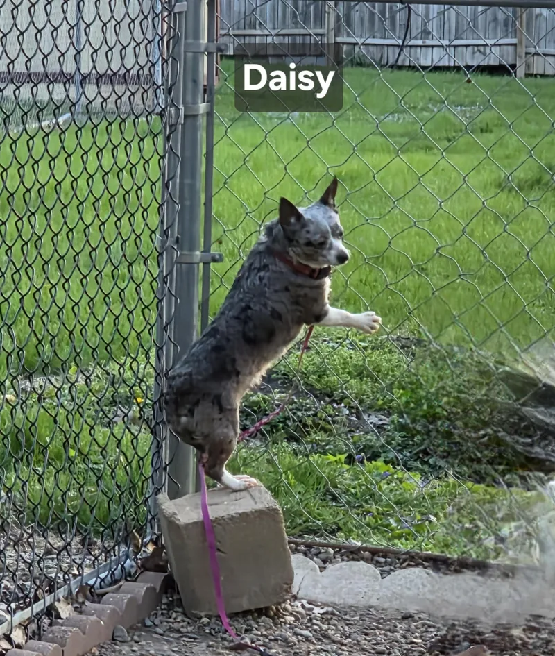 Daisy thumbnail 2