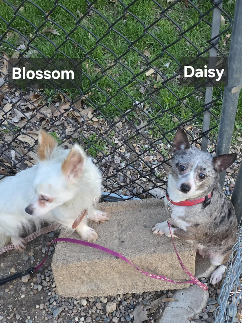 Daisy thumbnail 3