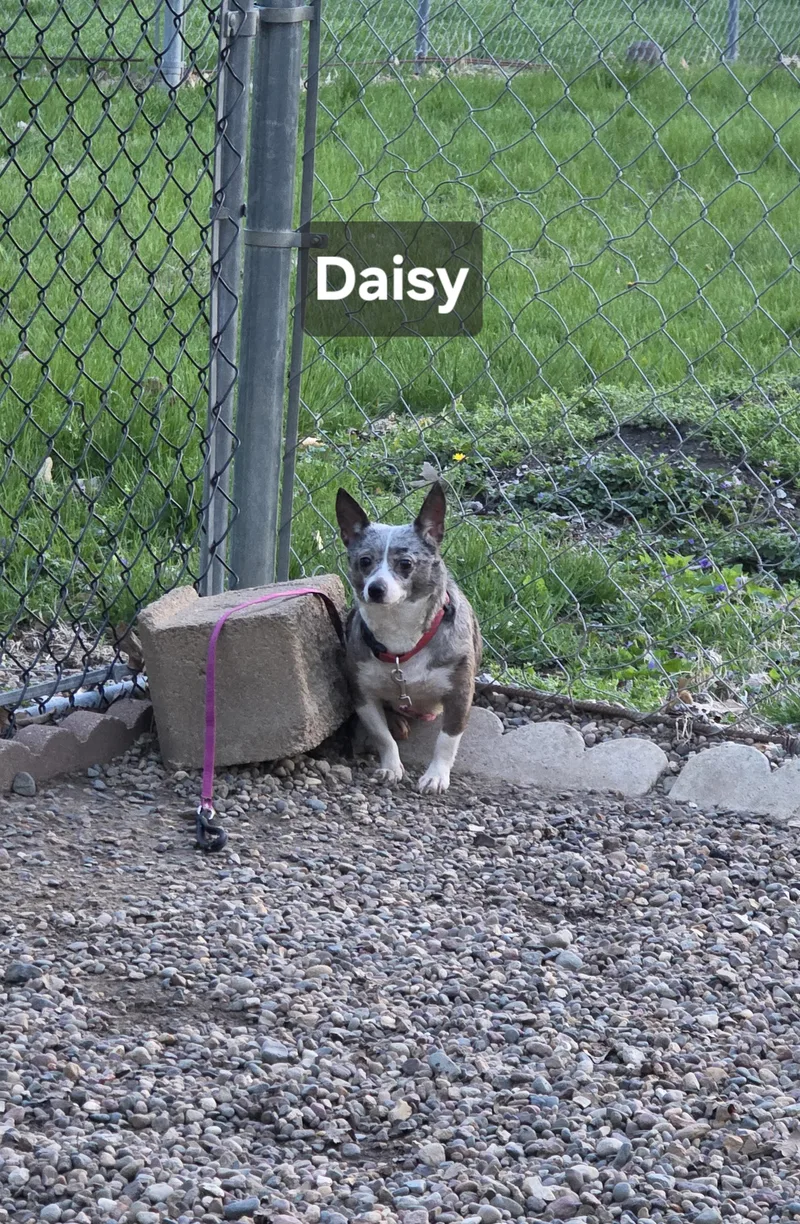 Daisy thumbnail 4