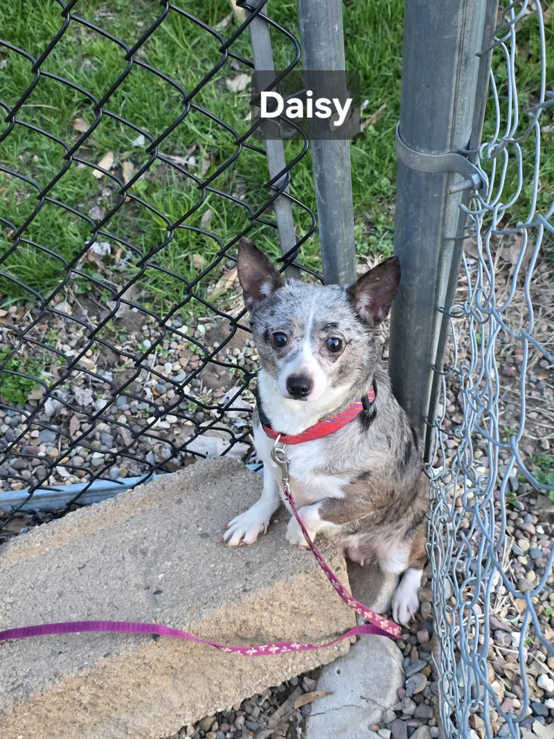 Daisy thumbnail 5