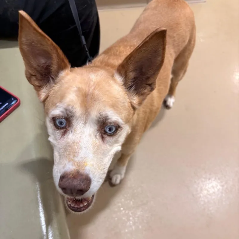 A senior medium-sized male Yellow / Tan / Blond / Fawn Mixed Breed dog named Frankie for adoption in Winston-Salem, NC