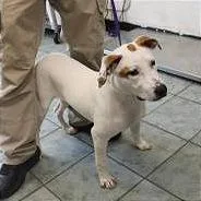 An adult medium-sized female White / Cream Pit Bull Terrier dog named Laney for adoption in Weatherford, TX