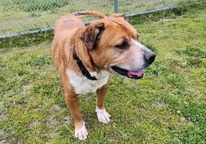 An adult large-sized male Mixed Breed dog named Titan for adoption in West Chester, PA