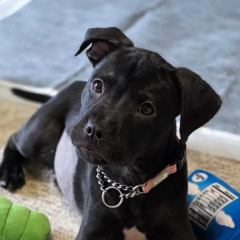 A baby medium-sized female Black American Staffordshire Terrier dog named Agnes for adoption in Monroe, MI