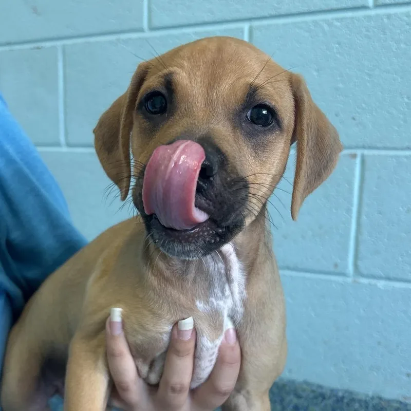 A baby small-sized female Brown / Chocolate Mixed Breed dog named Brooklyn for adoption in Naples, FL