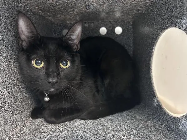 A young medium-sized male Domestic Short Hair cat named Noah for adoption in New York, NY
