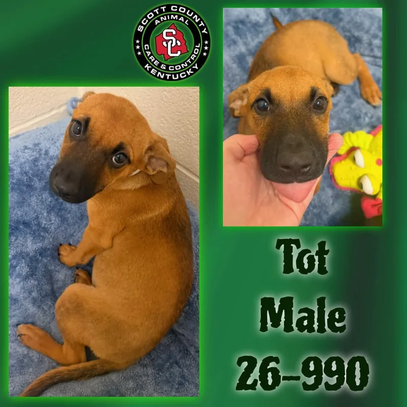 A baby large-sized male Labrador Retriever dog named Tot for adoption in Georgetown, KY