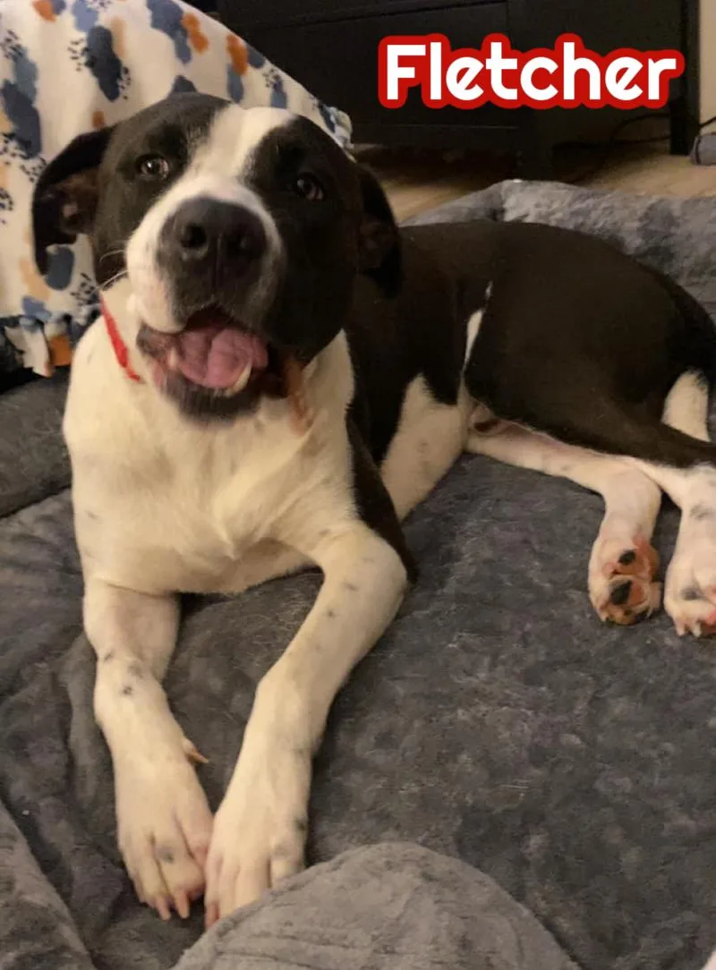 Fletcher thumbnail 3