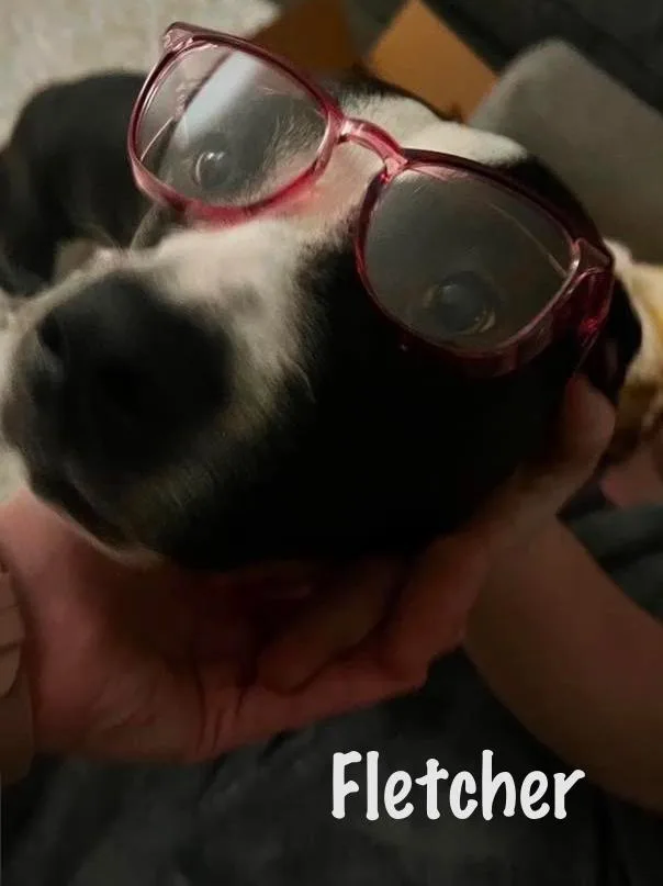 Fletcher thumbnail 4