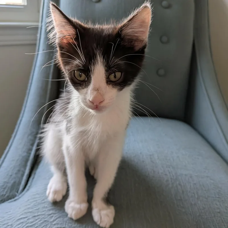A baby small-sized male Domestic Short Hair cat named Conga for adoption in Milwaukee, WI