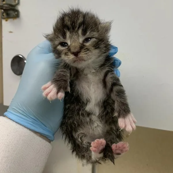 An adult small-sized female Domestic Short Hair cat named Gypsy for adoption in Salisbury, MD