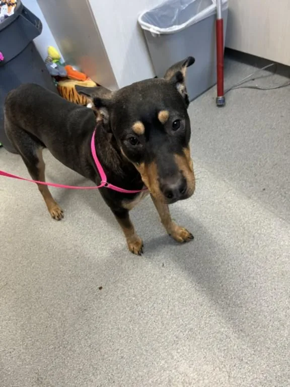 An adult large-sized female German Shepherd Dog dog named A for adoption in Olivehurst, CA