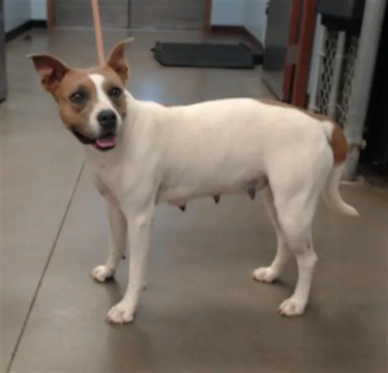 A young large-sized female Pit Bull Terrier dog named Milky Way for adoption in Phoenix, AZ