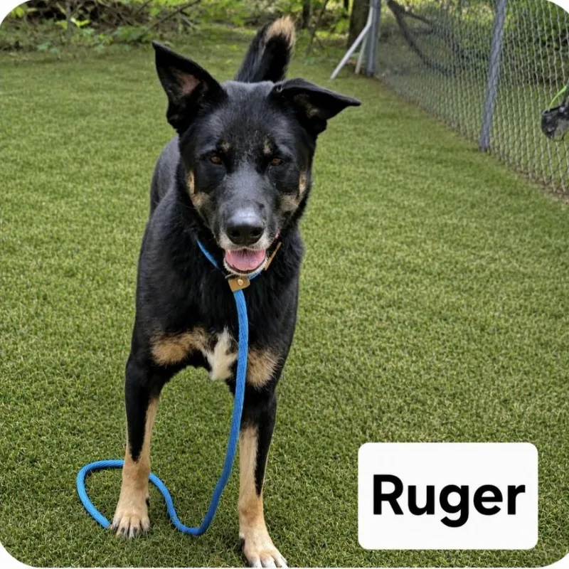 Ruger thumbnail 3