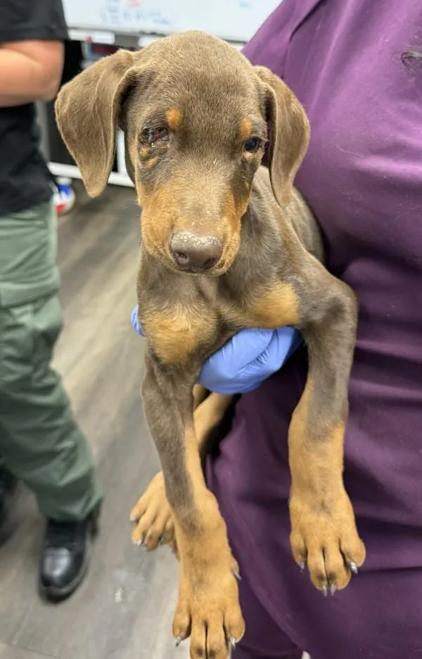 A baby medium-sized male Doberman Pinscher dog named Scout for adoption in Victorville, CA