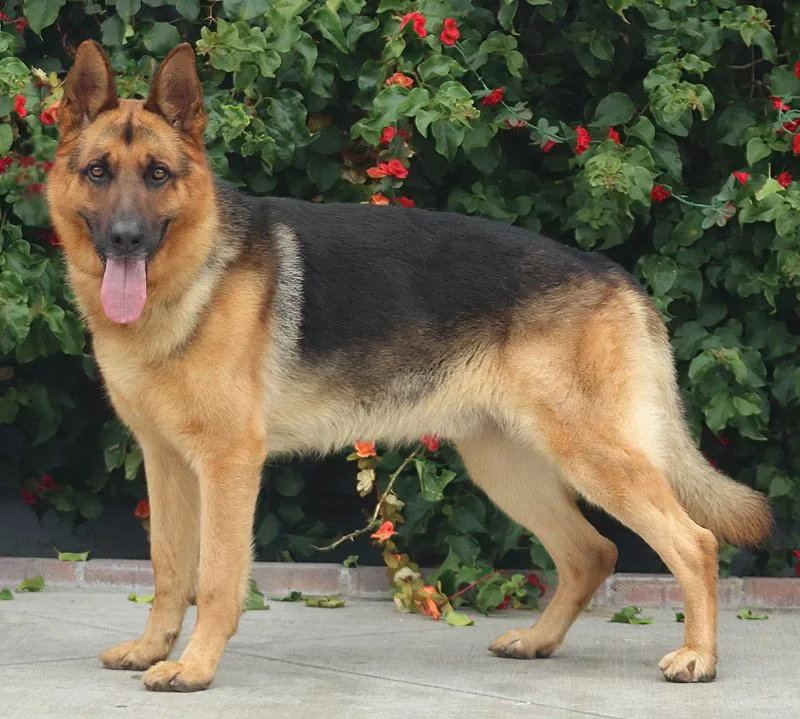 A young large-sized male Black German Shepherd Dog dog named Bison Von Vielbach for adoption in Los Angeles, CA