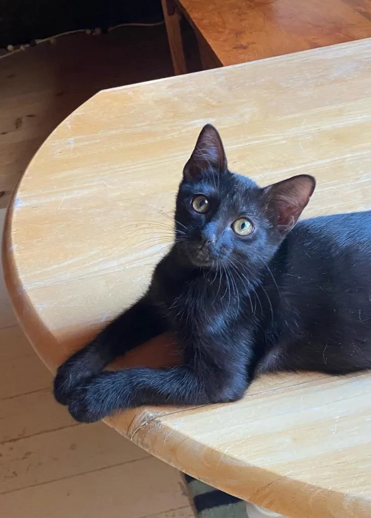A baby small-sized male Domestic Short Hair cat named Shrimp aka Bramble for adoption in Gorham, ME