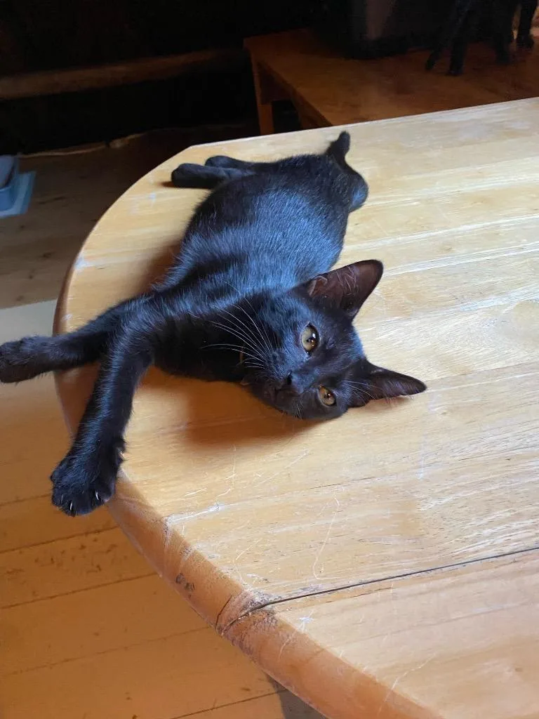 Shrimp aka Bramble thumbnail 2