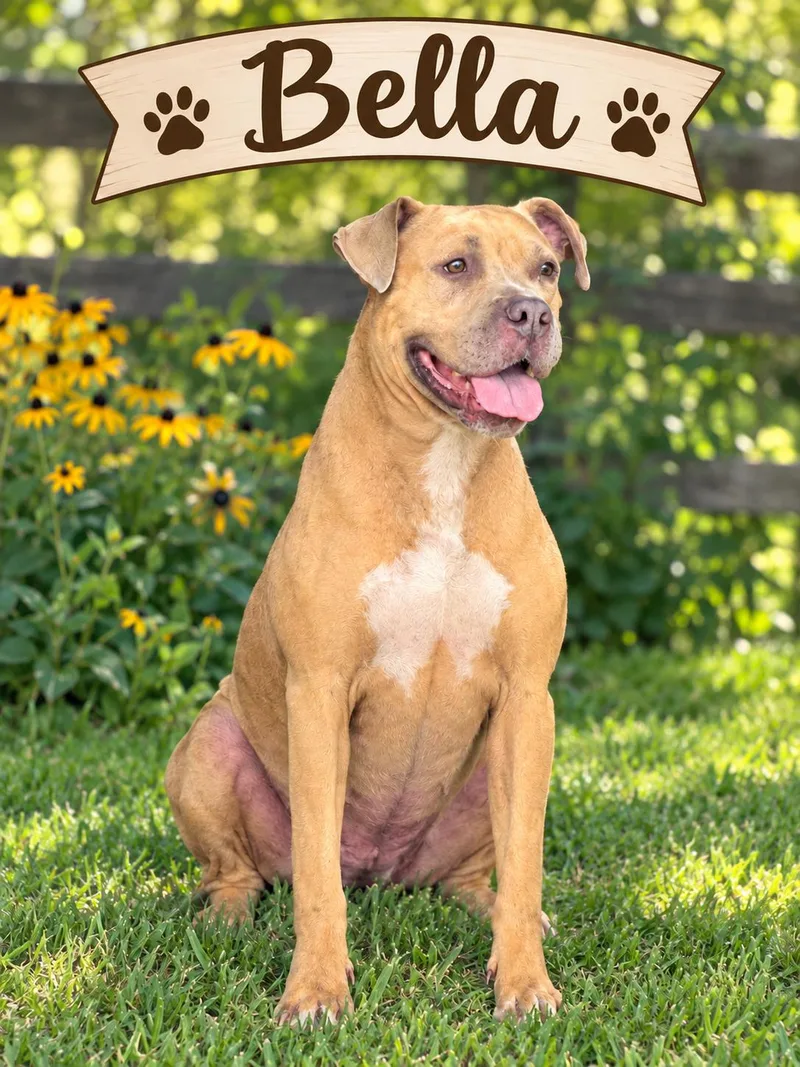 An adult medium-sized female American Bully dog named Bella for adoption in Darien, GA