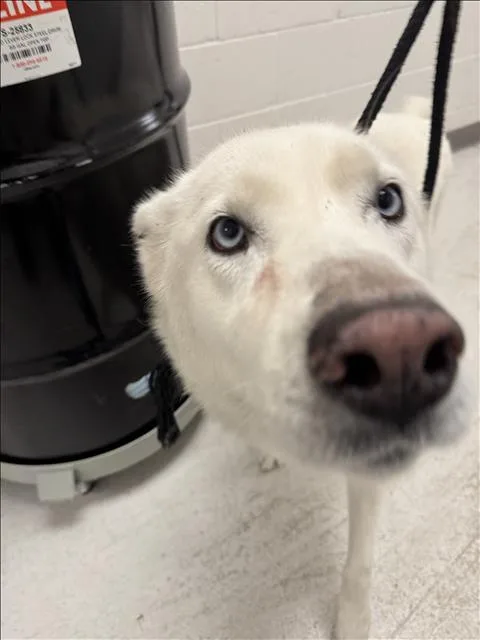 An adult large-sized female Siberian Husky dog named Meggie for adoption in Los Angeles, CA