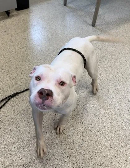 An adult large-sized male Mixed Breed dog named Atlas for adoption in Lafayette, IN