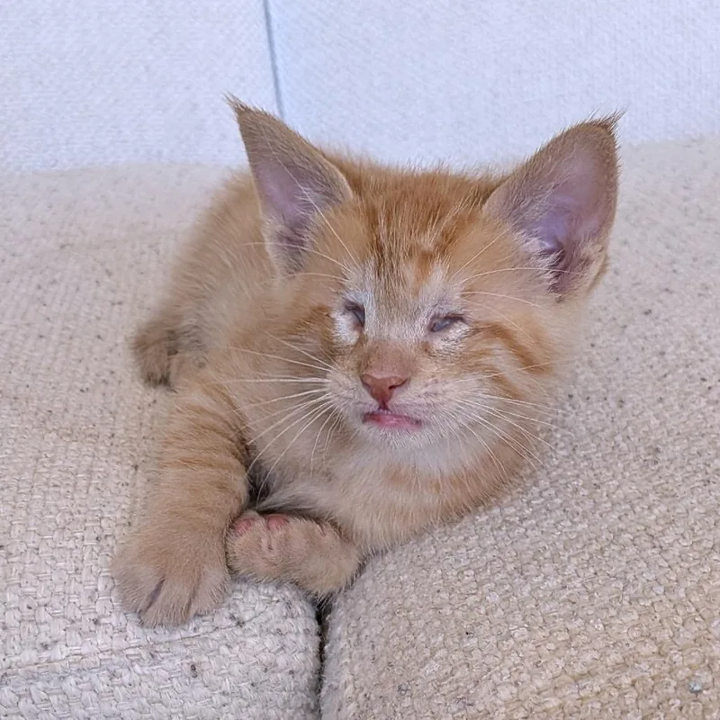 A baby small-sized male Domestic Short Hair cat named Xtra Sunny for adoption in Austin, TX