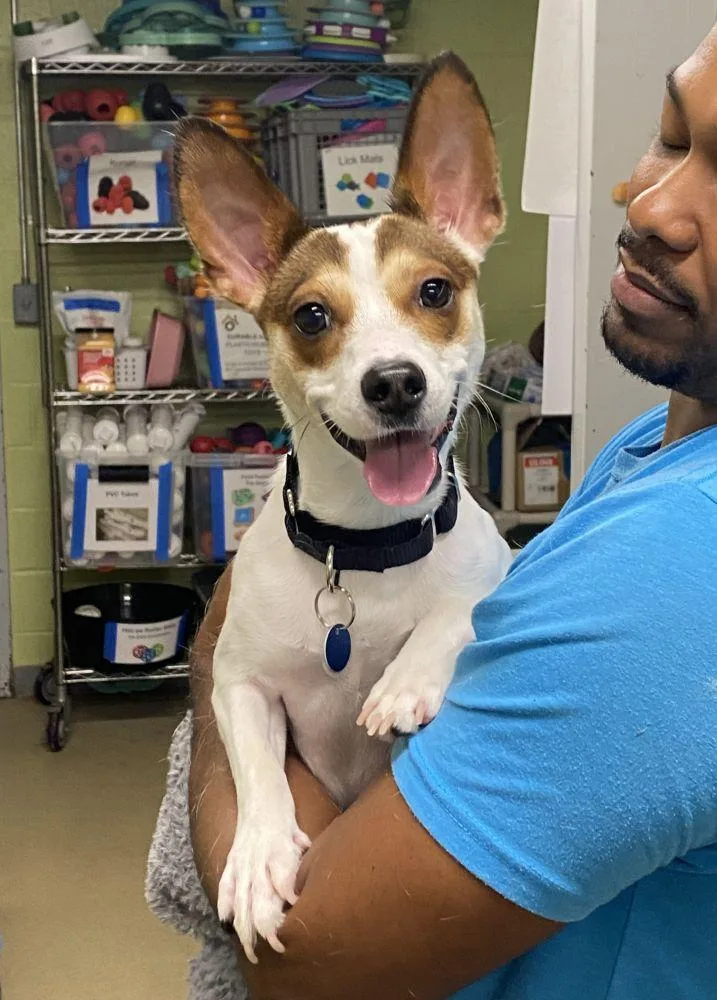 A young small-sized male White / Cream Terrier dog named Nando for adoption in Alexandria, VA