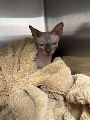 An adult medium-sized male Cream / Ivory Sphynx / Hairless Cat cat named Elio for adoption in Tinley Park, IL