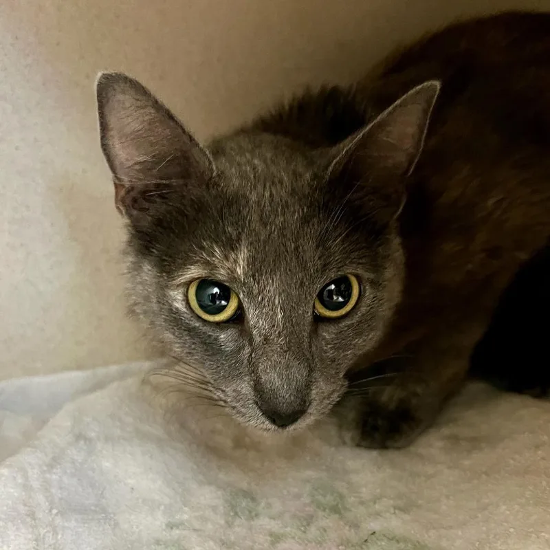 A senior medium-sized female Tortoiseshell Domestic Short Hair cat named Belgium for adoption in Tacoma, WA