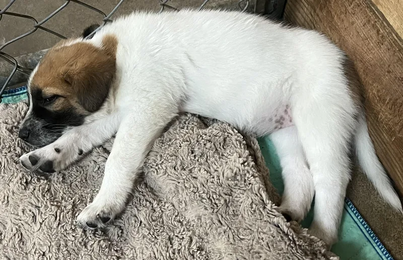 A baby large-sized female Tricolor (Brown, Black, & White) Great Pyrenees dog named Cozy for adoption in Granite Bay, CA
