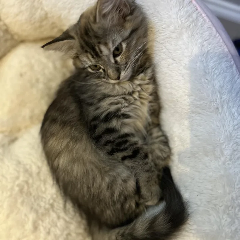 A baby small-sized female Torbie Domestic Medium Hair cat named Chicago for adoption in Roswell, GA
